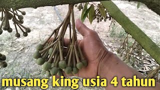 durian musang king usia 4 tahun berbunga lebat [upl. by Pascale]