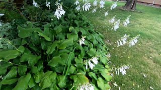 Royal Standard Hosta Plant Care hostas [upl. by Mandy910]