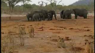 Lion Group bloody killing elephants [upl. by Yejus]