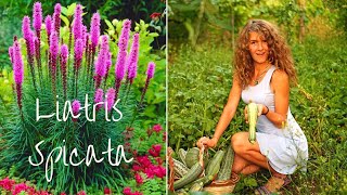 Ya beauty Planting Liatris Spicata bulbs for a summer bloom [upl. by Levina]