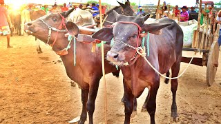 FEIRA DE GADO EM CACHOEIRINHA PE [upl. by Middleton]