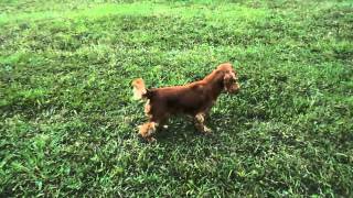 Cocker Spaniel  grumpy barking [upl. by Lamdin]