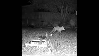 Another fox v cat in the garden Neither of them look very confident here do they 😂 [upl. by Starlin737]