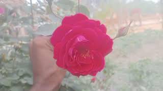 Beutiful Roses Flower So Looking Very beautiful [upl. by Ayihsa]