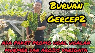 BURUAN GERCEP2‼️ADA PAKET PROMO UGAL UGALAN MURMER DAN AROIDS VARIGATA [upl. by Derrick]