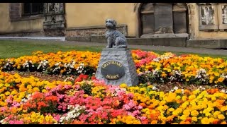 Visting Greyfriars Bobby Statue  Greyfriars Kirkyard Graveyard  Greyfriars Bobbys Bar [upl. by Enialedam]