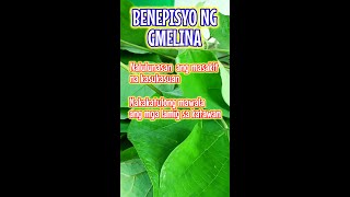 Gmelina Tree Benefits [upl. by Bornstein191]