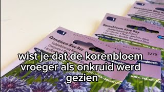 Korenbloem Blue Boy Zaden – Vroeger Onkruid Nu Prachtige Tuinbloem Verkrijgbaar op Tygerhomenl [upl. by Julietta337]