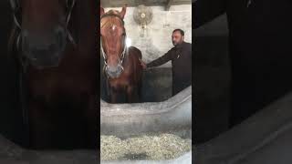 Orchitis in Horse and treatment l Dr Mohsin Arshad [upl. by Tannenbaum263]