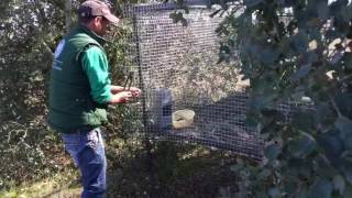 Reintroducción de perdiz roja en fincas de custodia del territorio del Oeste Ibérico [upl. by Odlopoel821]