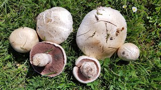 Agaricus campestris Champiñón silvestre  Field Mushroom ComestibleEdible [upl. by Abercromby424]