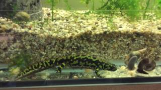 Triturus marmoratus [upl. by Drarreg188]