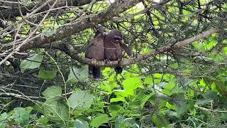 Whitewhiskered Laughingthrush 金翼白眉（臺灣噪眉）理羽 [upl. by Glori]