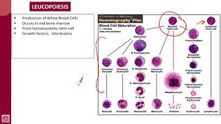 Hematology  1  U4L2  Leucopoiesis [upl. by Ellenrad]