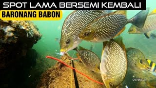 Cara Terbaru Mancing Ikan Baronang di Laut Umpan Jitu Paling ampuh [upl. by Aletsirc871]