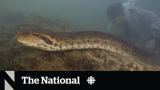 TheMoment scientists discovered a new species of giant snake [upl. by Katrine]