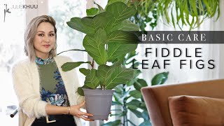 FIDDLE LEAF FIG Ficus Lyrata Plant Care Basics  Resolving Stubborn Issues Know Your Roots [upl. by Guimar]