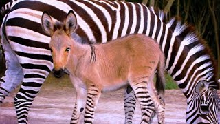 Zebra and donkey mating and produce Baby zonkey [upl. by Peugia906]