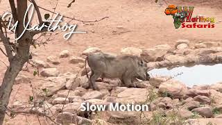 Bow hunting GNU Kudu amp Warthog Impact Shots [upl. by Ssenav125]