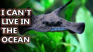 Freshwater Stingray facts the freshest fish Im so sorry  Animal Fact Files [upl. by Rebane]