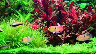 Keyhole Cichlid aquarium 20171125 [upl. by Marcela655]