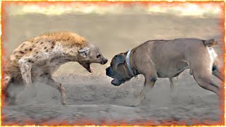 Boerboel VS Hyena [upl. by Telrahc725]