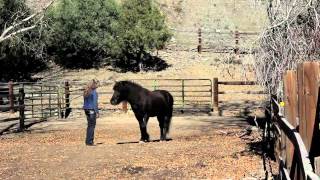 Icelandic Horses at Hestar Ranch [upl. by Alatea385]