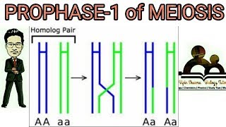 Prophase 1 of meiosis 1 detailed leptotene zygotene pachytene diplotene diakinesis explained [upl. by Bibeau]