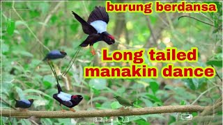 RITUAL LONG TAILED MANAKIN BERDANSA UNTUK MENARIK PERHATIAN BETINA [upl. by Craw]