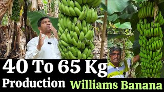 40 to 60 kg production Williams Banana Banana farming technique Banana farming [upl. by Nemajneb]