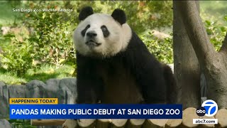 Giant pandas making public debut at San Diego Zoo [upl. by Ivanah188]