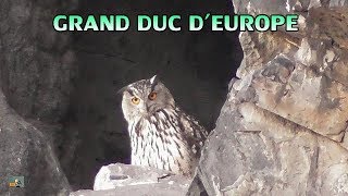 Grand Duc dEurope Hibou juvénile  Eagle Owl [upl. by Aisilef]