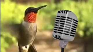 Hummingbird Sounds [upl. by Nylknarf]