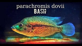 Parachromis Dovii [upl. by Ateuqahs]