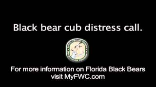 Black Bear Cub Distress Call [upl. by Meenen]