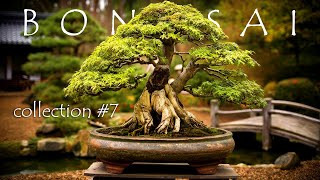 Never before seen Bonsai collections 7 100 years old maples [upl. by Nit476]