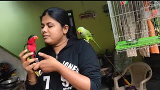 Amazing parrot talking Dont miss it parrot talking Malayalam [upl. by Lazes]