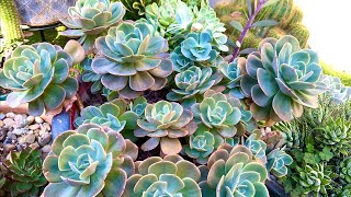 Echeveria Imbricata Plant Haul [upl. by Wulfe]