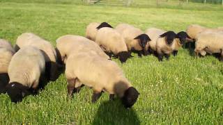 Suffolk sheep [upl. by Jedlicka632]