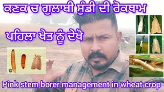 Pink stem borer management in wheat crop ਕਣਕ ਚ ਗੁਲਾਬੀ ਸੁੰਡੀ ਦੀ ਰੋਕਥਾਮ pinkborer wheatcrop [upl. by Ykcim]