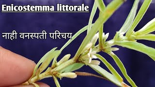 मामज्जकमामजेवा वनस्पती  नाही नाय वनस्पती परिचय Mamajjaka Enicostemma littorale [upl. by Inot]