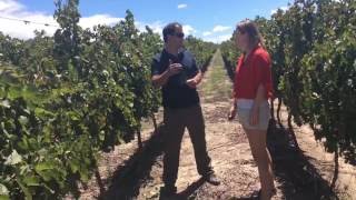 Cafayate amp its terroir with Piattelli winemaker Alejandro Nesman [upl. by O'Connor]