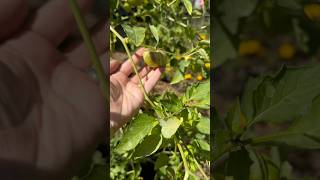 Tomatillo Harvest Time How to Tell When They Are Ready [upl. by Alaekim]