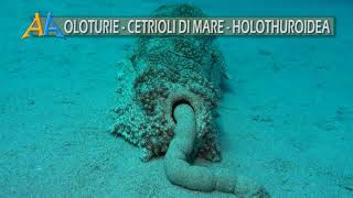 Oloturie cetrioli di mare  Sea Cucumber  Holothuroidea [upl. by Atirac]