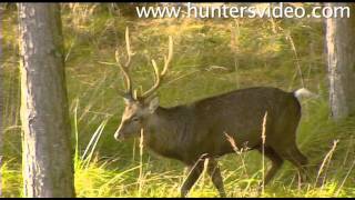 Rifle Hunting in Denmark  Hunters Video [upl. by Tnomed317]