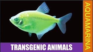 Top 10 transgenic animals  Genetically modified animals  Aquamarina [upl. by Einhoj73]