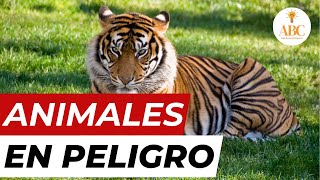 ANIMALES EN PELIGRO DE EXTINCIÓN [upl. by Thomasina735]