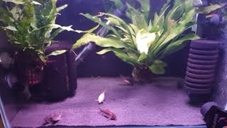 HOW TO BREED CORYDORAS CATFISH PART 2 [upl. by Dorion235]