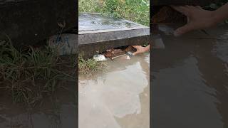 Remove Trash Clogged Drain remove cloggeddrain culvert trash shorts satisfying [upl. by Zelda555]