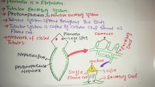 Excretion in Planaria Protonephridia [upl. by Lleinad]